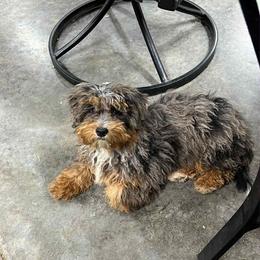 Molly - Bernedoodle