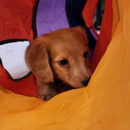 Dachshund Puppies from Queen City Dachshunds