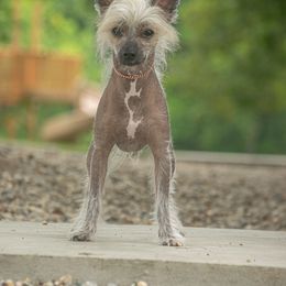 Chinese Crested puppies from Qilin Chinese Crested