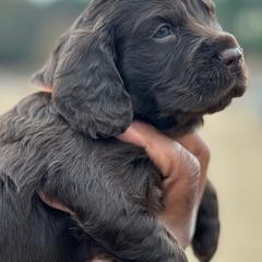Boykin Spaniels from Hidden Creek Kennels
