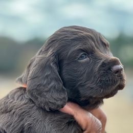 Boykin Spaniels from Hidden Creek Kennels