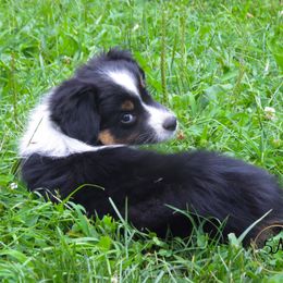 Miniature American Shepherd and Toy Australian Shepherd Puppies from Fifth Avenue Australian Shepherds