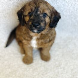 Bordoodle Puppies from Mountain Mini Bordoodles