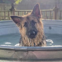 German Shepherds from T & T Kennels