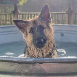 German Shepherds from T & T Kennels