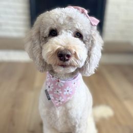 Mily - Labradoodle