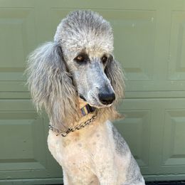 Gracie  - Poodle