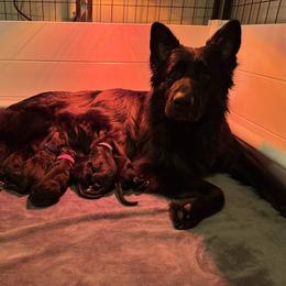 Gala - Black female German Shepherd puppy in Garland, Maine from Vom Schön Traumhund