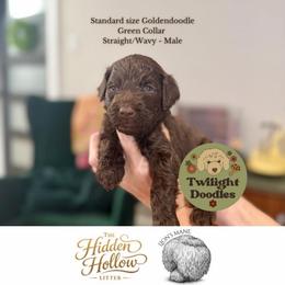 Lion's Mane - Green Collar - Chocolate male Goldendoodle puppy in Garland, Texas from Twilight Doodles