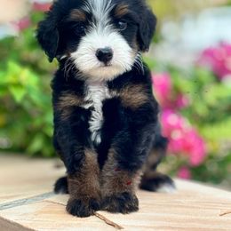 Cocoa - Tri-color male Bernedoodle puppy in Peoria, Arizona from Grand Canyon Bernedoodles