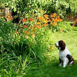 English Springer Spaniel Puppies from Gentry Springers