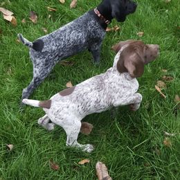 German Shorthaired Pointer Puppies from Calvert Kennels