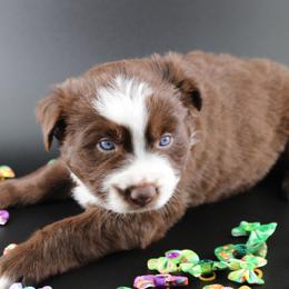 Orion - Red & white male Australian Shepherd puppy in Plantersville, Texas from Jak Se Auss