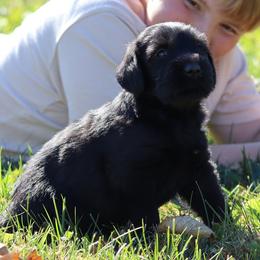 Zona - Black female Giant Schnauzer puppy in Mount Sterling, Ohio from Northern Lights Working Dogs