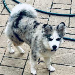 Izzie - Pomsky