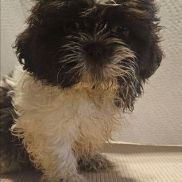 Coco Puffs - Liver and white male Shih Tzu puppy in Carthage, Missouri from Cooley's Cuddle Pups