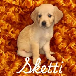 Sketti (Orange) - Light golden female Golden Retriever puppy in Phoenix, Arizona from Ashrose Kennels