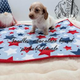 Toodles - Piebald female Dachshund puppy in Prairieville, Louisiana from Southern Barron Danes & Dachshunds
