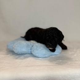 Bluebell - Parti female Poodle puppy in Longview, Washington from Evergreen Miniature Poodles