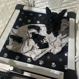 Spice - Black male Scottish Terrier puppy in Goodrich, Texas from Landrum Scottish Terriers