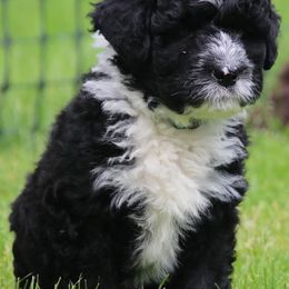 Portuguese Water Dog Puppies from Seawind Portuguese Water Dogs     (We have 2 females avaliable)