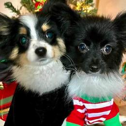 Companion Crosses, Papillons, and Pomeranians from Pomlove