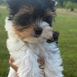 Birdie - Black tan and white female Biewer Terrier puppy in Fayette County, Ohio from Happy Tails