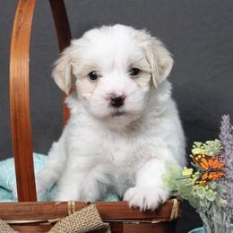 Havanese from Bentley’s Beloved Havanese