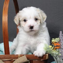 Havanese from Bentley’s Beloved Havanese