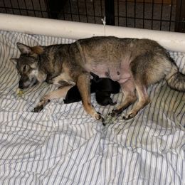 PENDING - Black and tan male Shiba Inu puppy in Derby, Kansas from Heart’s Desire Shiba Inus