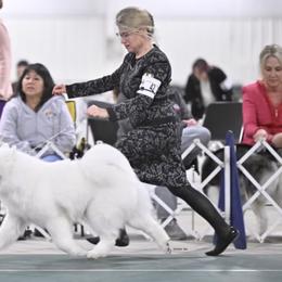 Samoyed puppies from Snowbright