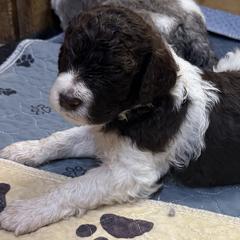 Atticus - male Newfypoo puppy in San Antonio, Texas from Mammoth Doodles
