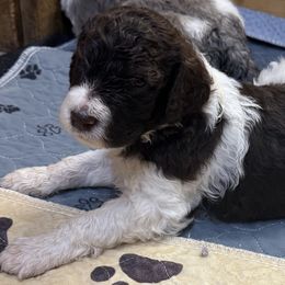 Atticus - male Newfypoo puppy in San Antonio, Texas from Mammoth Doodles