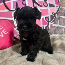 Sadie - Black female Miniature Schnauzer puppy in Lufkin, Texas from C&K’s Schnauzer House