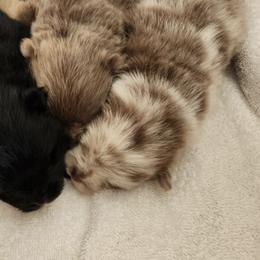 Pomeranians from Denise’s Exquisite Pomeranians