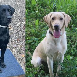 Labrador Retriever puppies from Blue Clay Kennels, LLC.