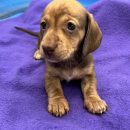 Female 2 - Brindle female Dachshund puppy in Spanaway, Washington from 11 Oaks Kennels