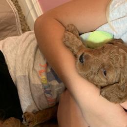 Goldendoodle Puppies from Broderick Goldendoodles