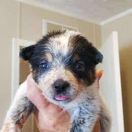 Girl 4 - Blue speckled female Australian Cattle Dog puppy in Lenoir, North Carolina from Blue Coyote Ranch
