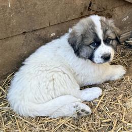 Puppy ID 1026253 - White and badger male Great Pyrenees puppy in Leicester, North Carolina from Randall Glen Pyrenees