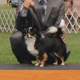 Minerva - Chihuahua