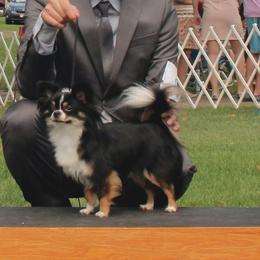 Minerva - Chihuahua