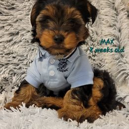Yorkshire Terrier Puppies from Yorkieology