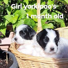 Maltipoo puppies from Junes Maltipoos