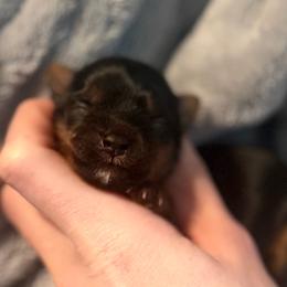 Little Lottie AKC - Black and tan female Yorkshire Terrier puppy in Hope, Indiana from DJ Yorkies