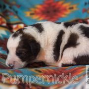 Pumpernickle - White male Tornjak puppy in Albright, West Virginia from Pine Spring Farm