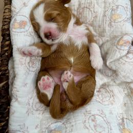 Barbie - Red  male Goldendoodle puppy in Springville, Utah from JW Doodles