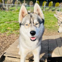 Novie - Siberian Husky
