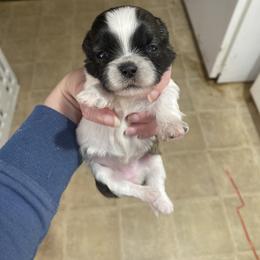 Betty - Silver and white female Shih Tzu puppy in Double Springs, Alabama from Little Friends Kennel and southern Shih Tzus