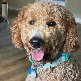 Leo - Goldendoodle